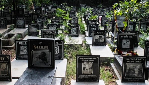 Where to bury dead pets or animals in Bengaluru? - Citizen Matters,  Bengaluru
