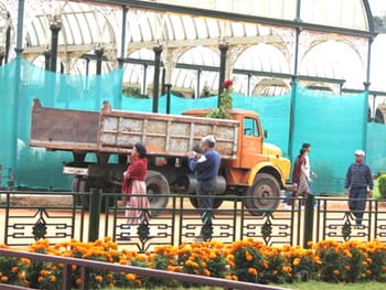 Flowering Plants downloaded from Lorry (Pic: Deepa Mohan)
