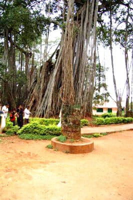 Extended roots of Big Banyan Tree.