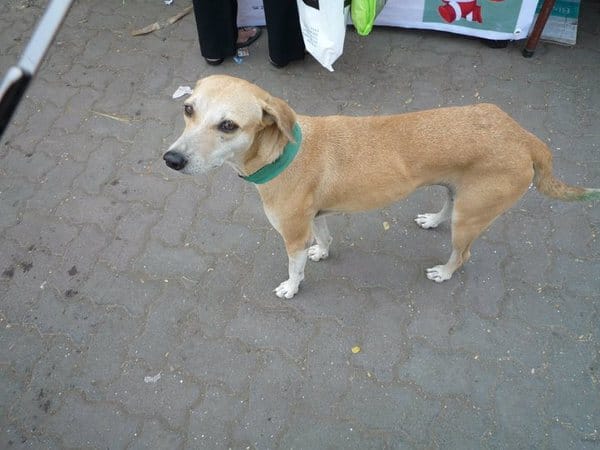 Let independent dogs be - Citizen Matters, Bengaluru