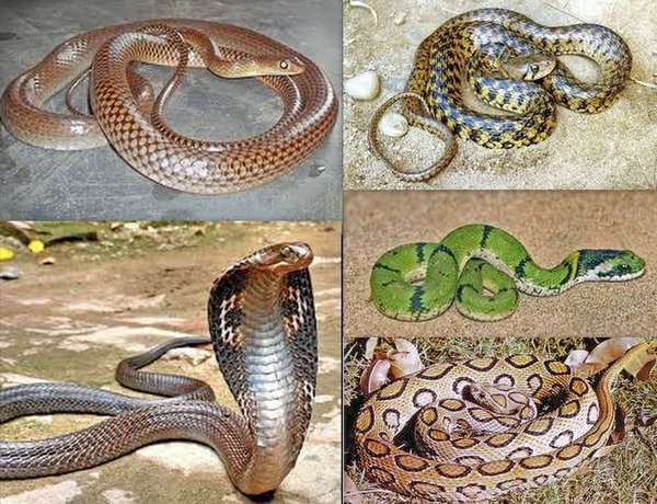 Змея на других языках. Разные змеи. Змеи коллаж. Многообразие змей. Змеи разнообразие.