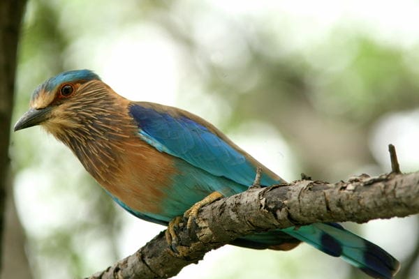 The bird of State, with blue throat! - Citizen Matters, Bengaluru
