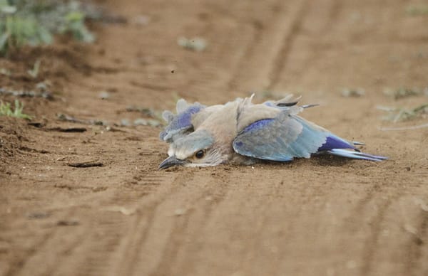 The bird of State, with blue throat! - Citizen Matters, Bengaluru