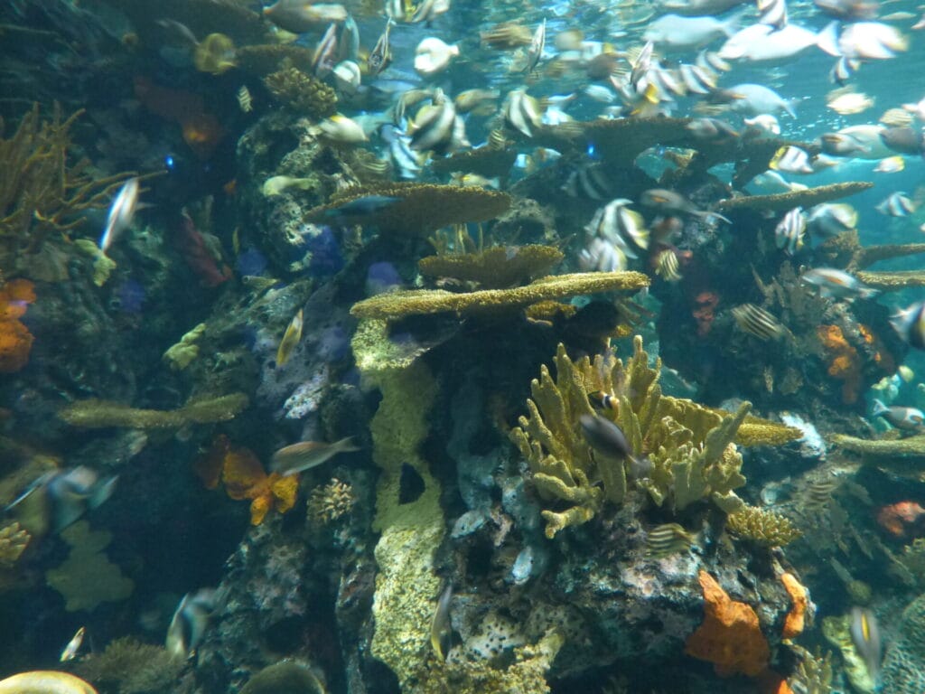 Artificial reef