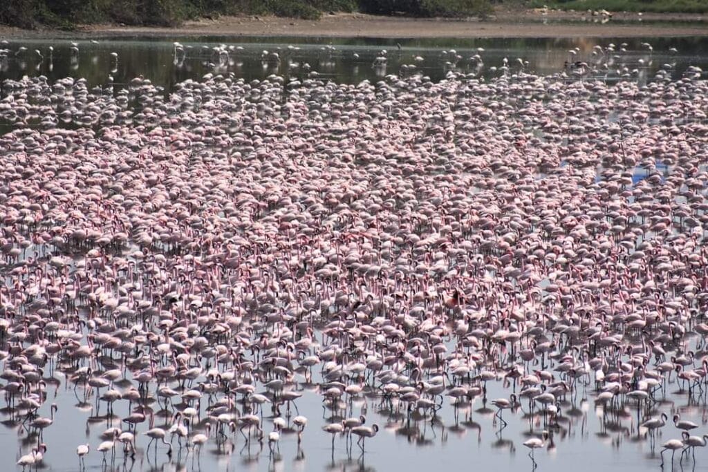 picture of flamingos in Navi Mumbai