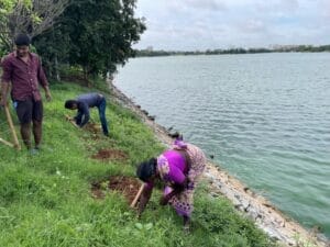 Volunteers dig trenches around small coffee plants