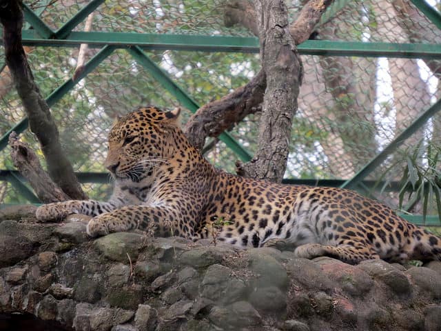 A leopard at Bannerghatta Zoo