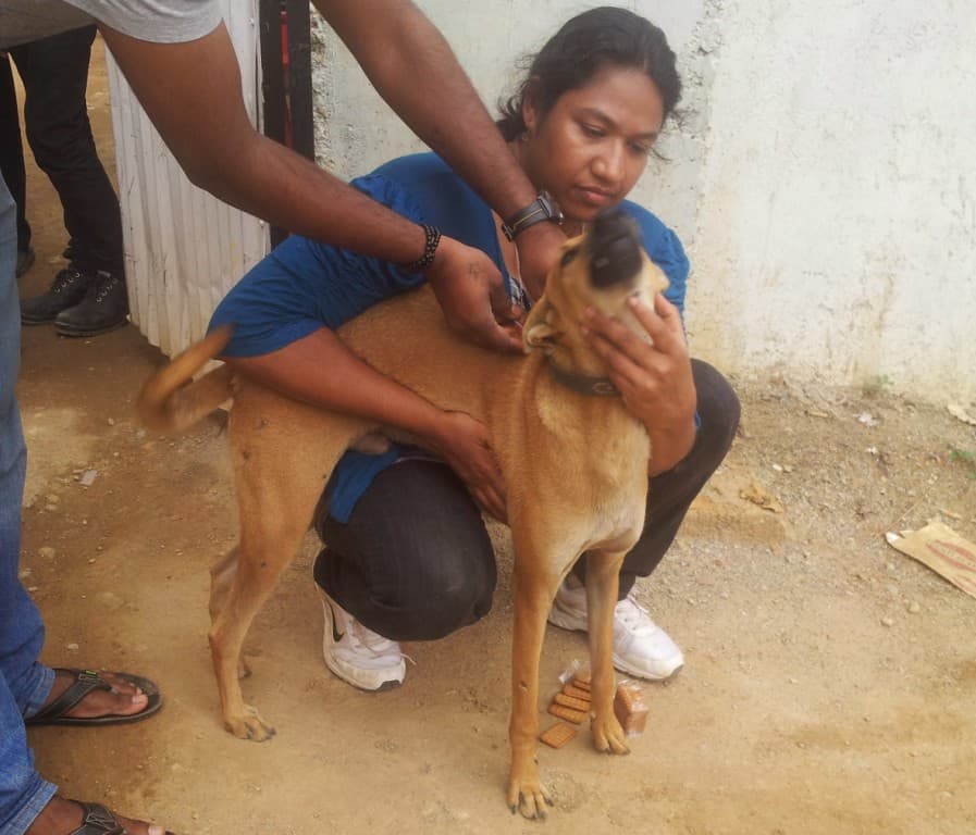 The hands that feed over a hundred strays - Citizen Matters, Bengaluru