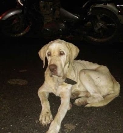 Reality of dog breeding in Bengaluru: why State and BBMP need to act now -  Citizen Matters, Bengaluru