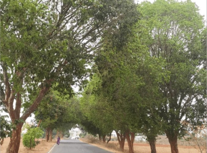 A stretch of trees in Bangalore