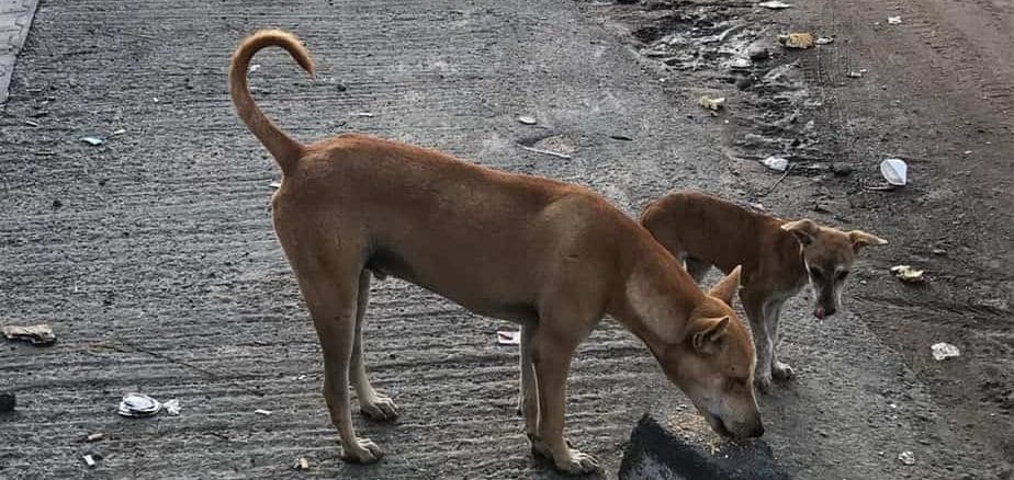 Can RWAs ban pets, feeding of strays during COVID? - Citizen Matters,  Bengaluru