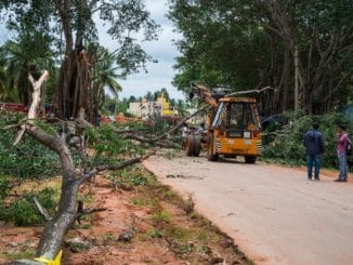 Tree felling in progress on Neelamangala-Doddaballpura road for road widening. Pic: Mahesh Bhat