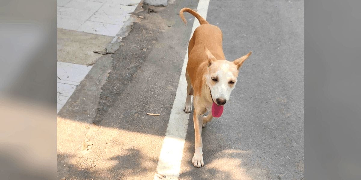 Witnessed the killing of a stray dog? Here's how you can file a complaint -  Citizen Matters, Bengaluru
