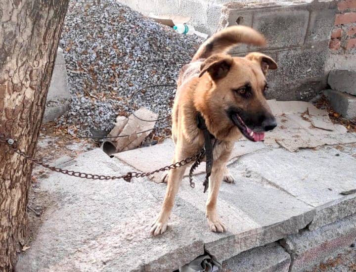 A German Shephard was found tied to the tree