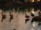 Lesser whistling ducks at Mallathahalli Lake