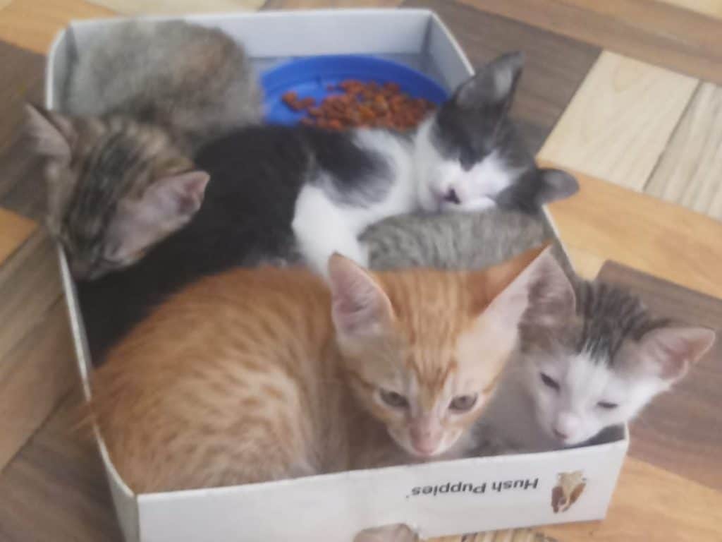 Four kittens in a box