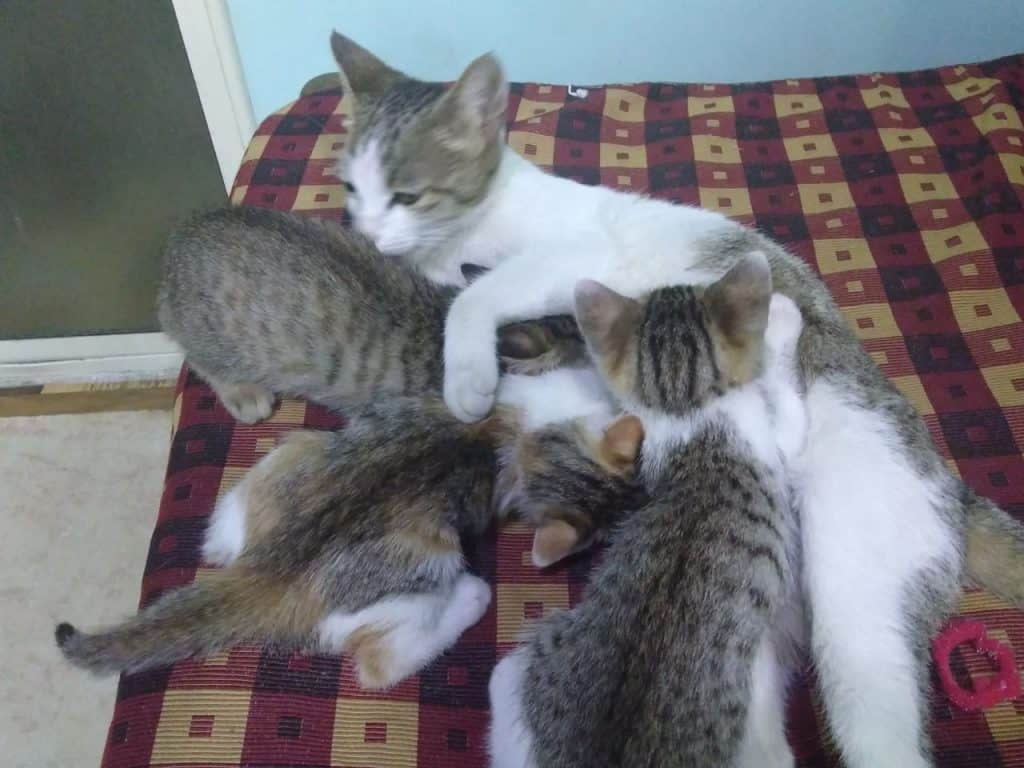 The first set of four kittens in 2018
