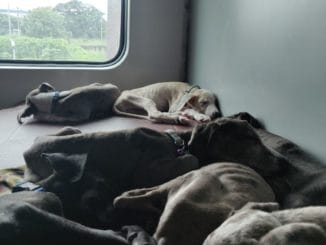 Traveling with puppies on Indian Railways