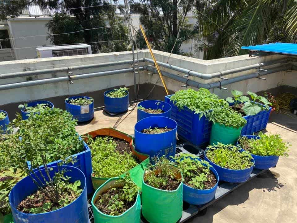 How this Bellandur apartment set up a kitchen garden on the terrace