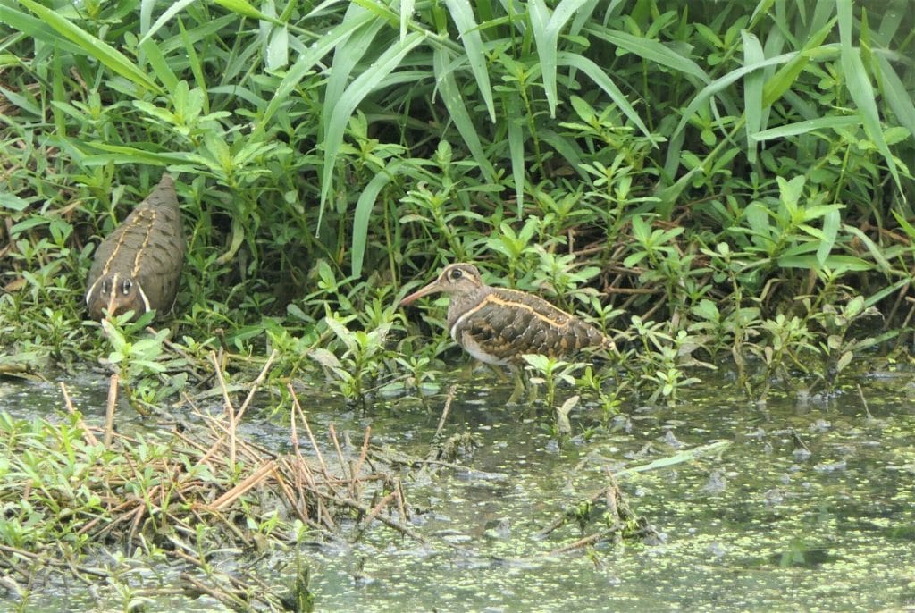 Greater Painted Snipe