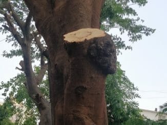 poorly trimmed tree