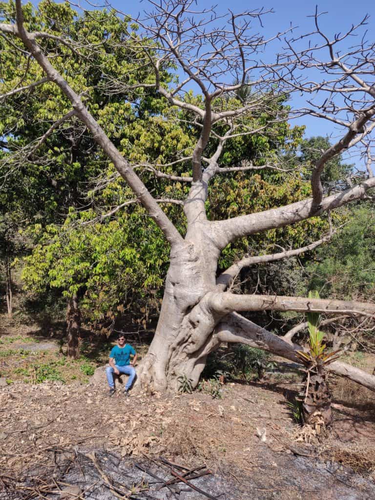There are several Baobab trees across the city of Mumbai.