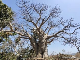 Baobab trees in Mumbai