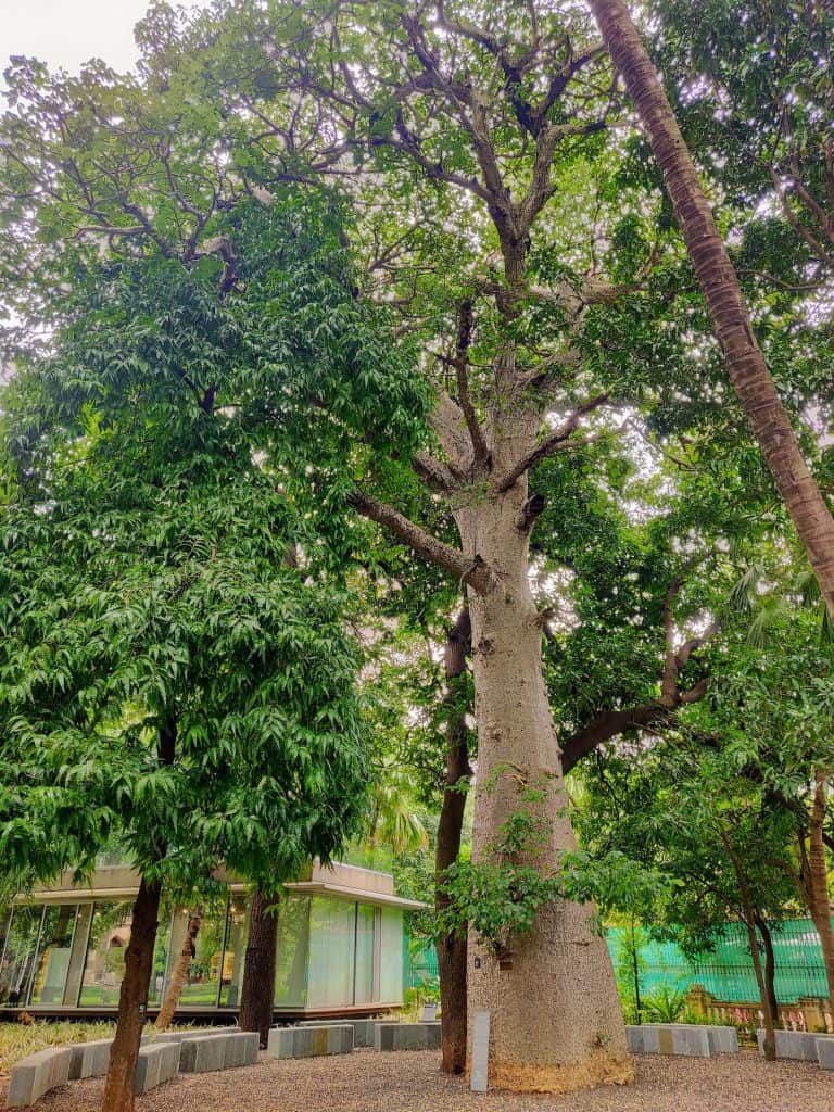 Mumbai is probably the only metropolitan city to house so many of these trees.