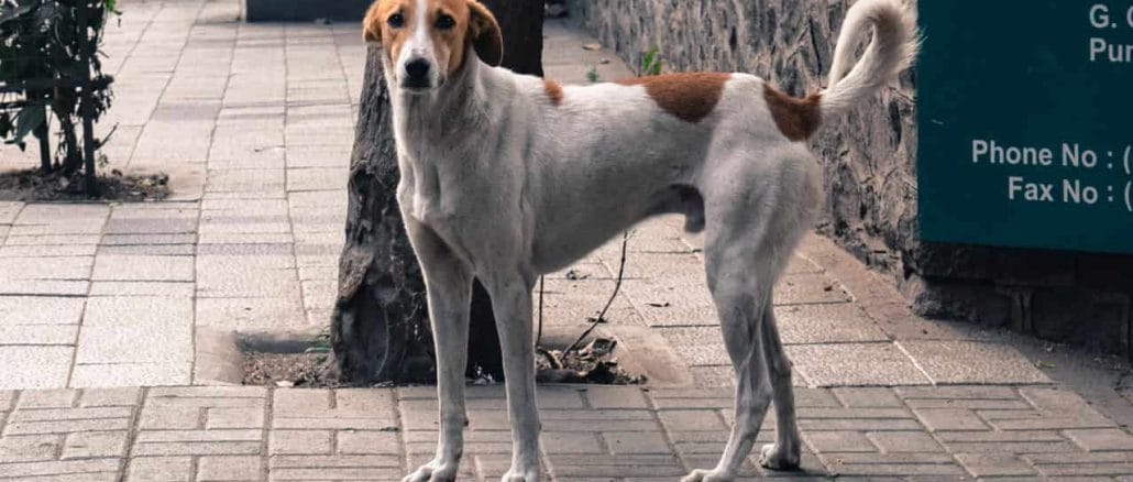 How to deal with rabid dogs in your area - Citizen Matters, Mumbai