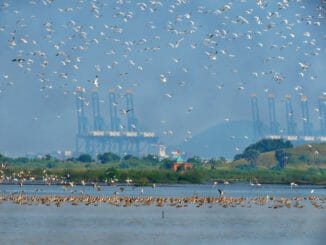 Panje wetlands migratory birds