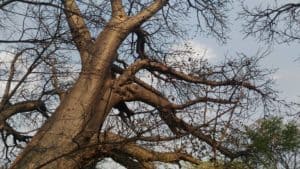 branches of a baobab tree