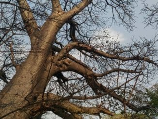 branches of a baobab tree