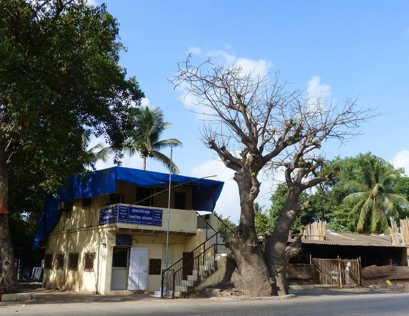 a baobab tree near a police station in Madh Island 
