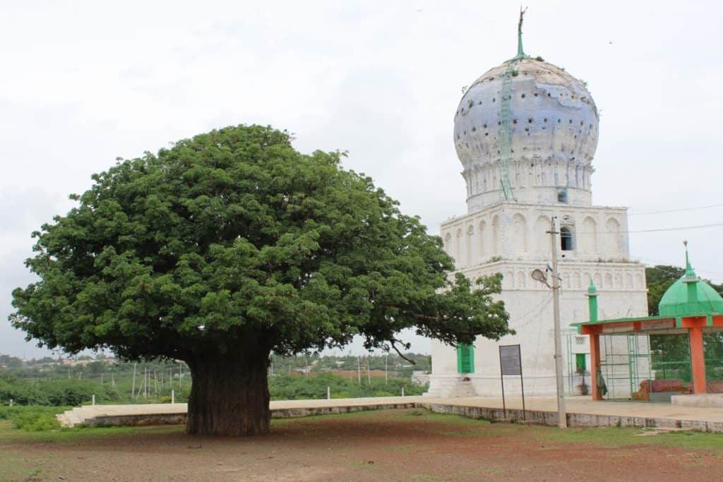 a baobab tree in Karnataka