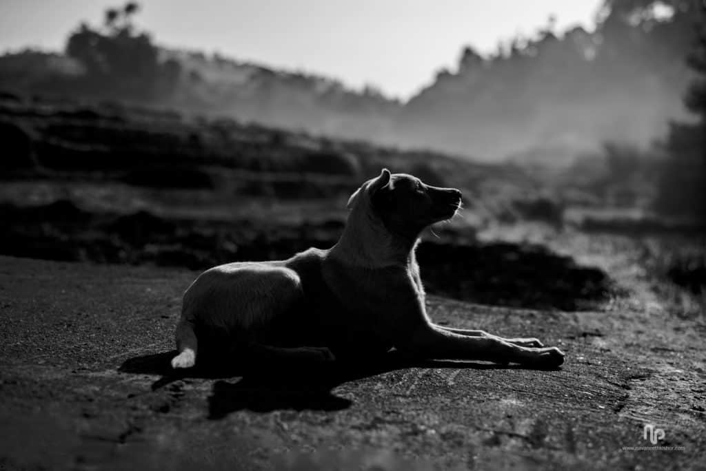 black and white image of a street dog against sunlight