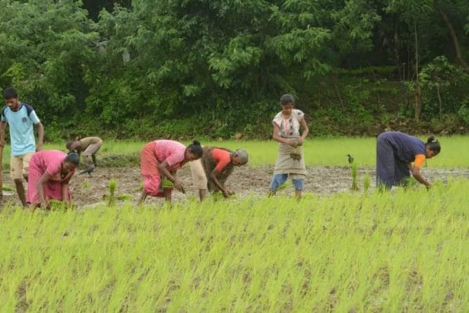 8 people working in a paddy field of Aarey Colony harvesting paddy