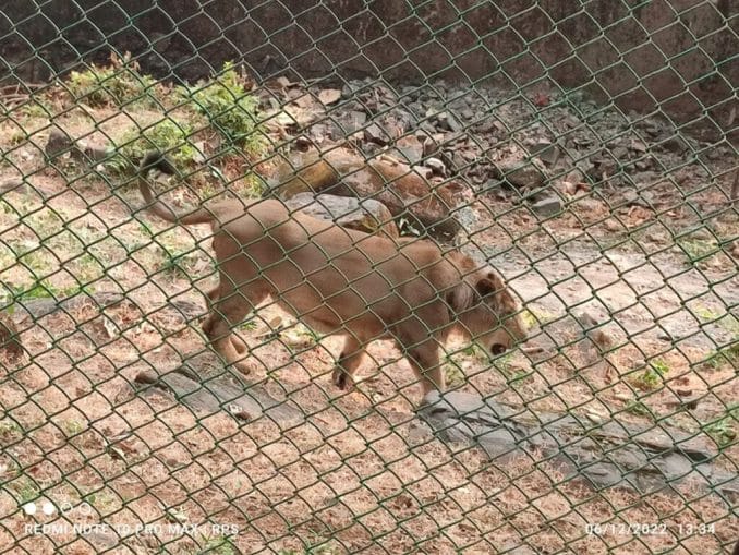 Lions dans un enclos vus lors d'un safari