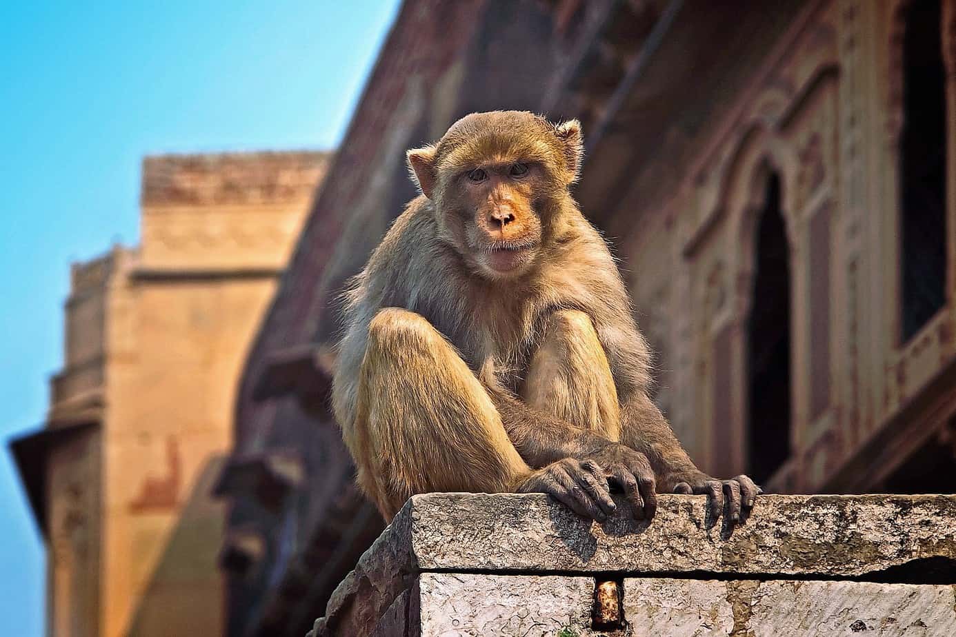 Monkey business: The oft-ignored menace in our cities - Citizen Matters