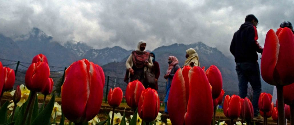 Srinagar Kashmir tulip garden