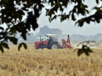 two men on a tractor ride in a rice field in Haryana