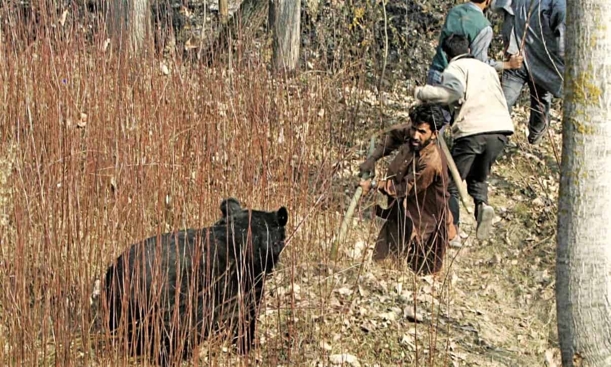 Kashmir wildlife authorities on their toes as man-animal conflicts leave  towns shaken - Citizen Matters