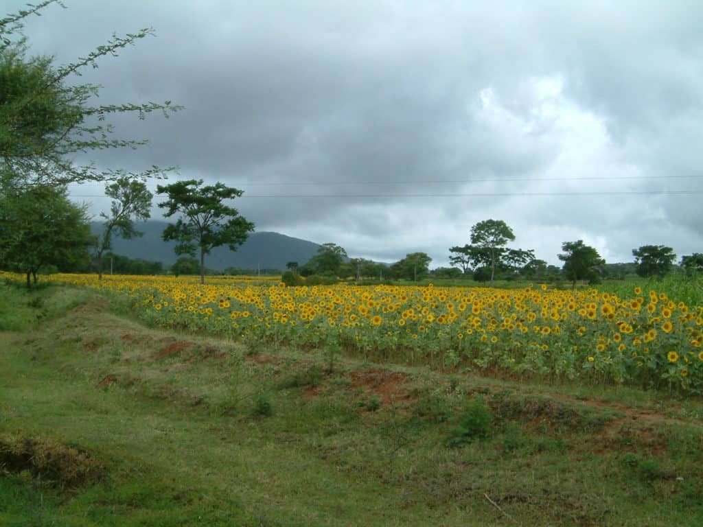 un campo de girasoles en la india