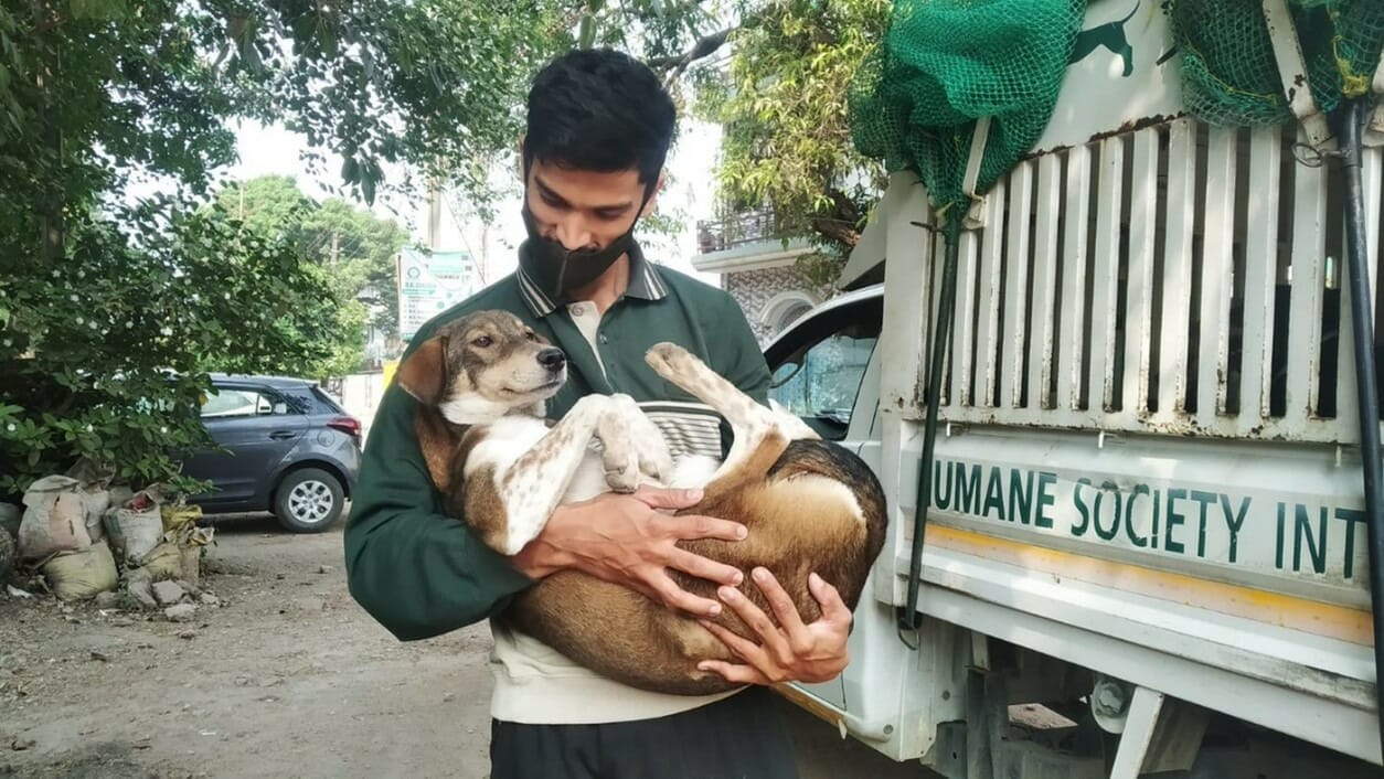 Animal Birth Control for street dog management: It's time for an upgrade -  Citizen Matters