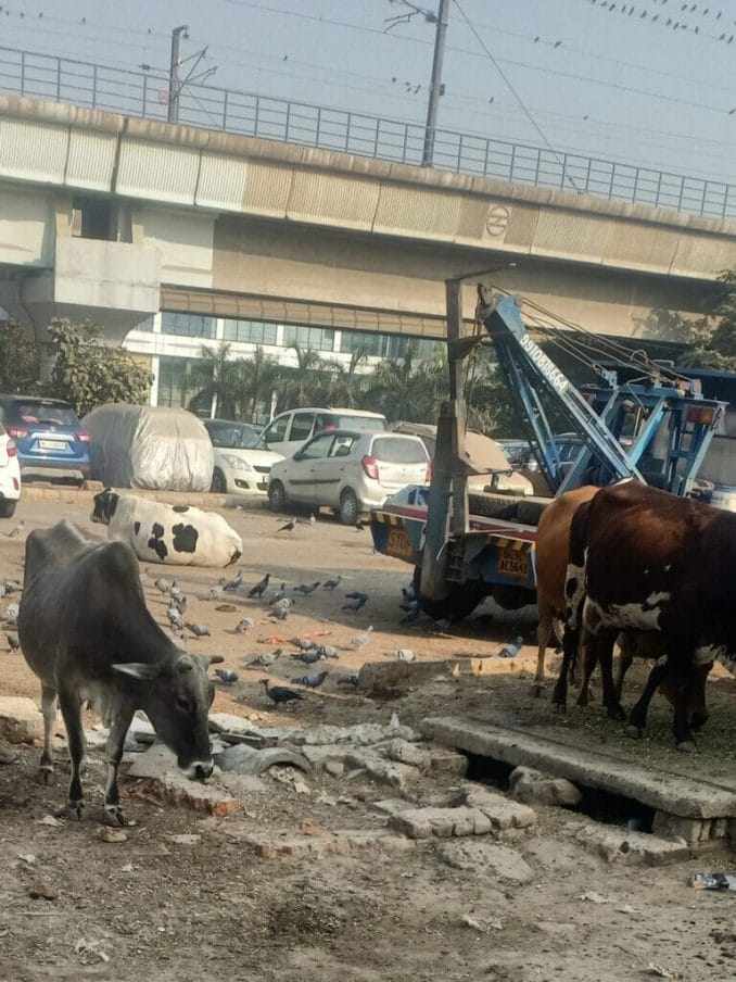 Stray cows on the road in Delhi