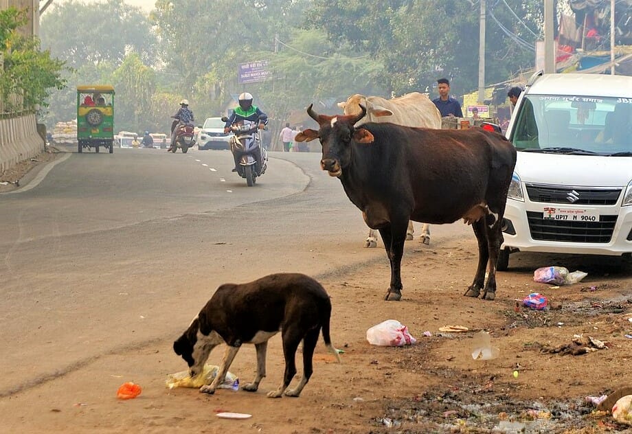 Stray animals a menace in the capital, but AAP says it has a plan - Citizen  Matters