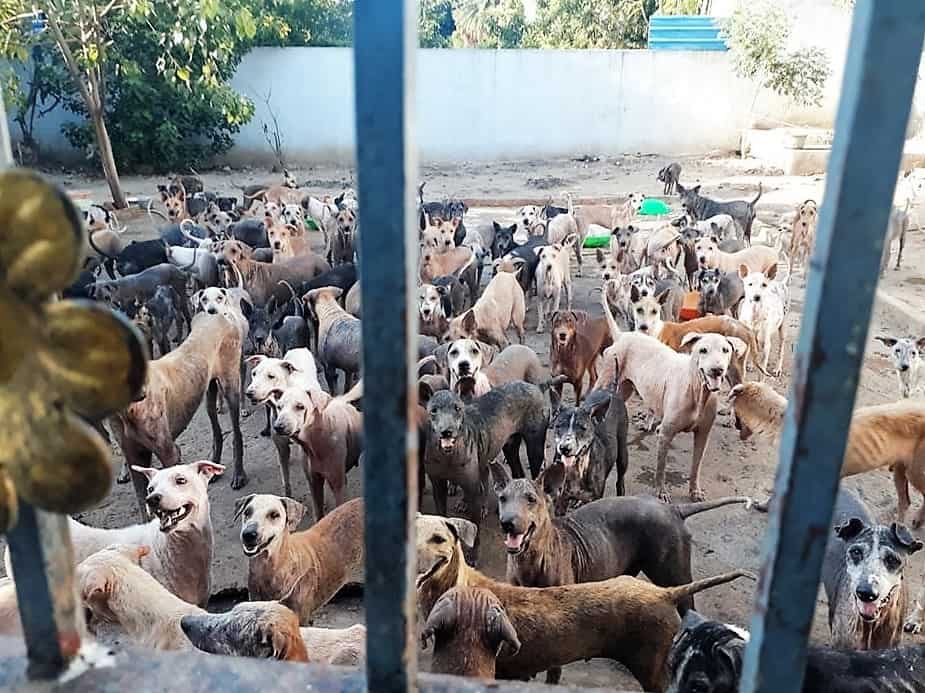 Surely Chennai, stray dogs at the Corporation pound deserve better than  this! - Citizen Matters, Chennai