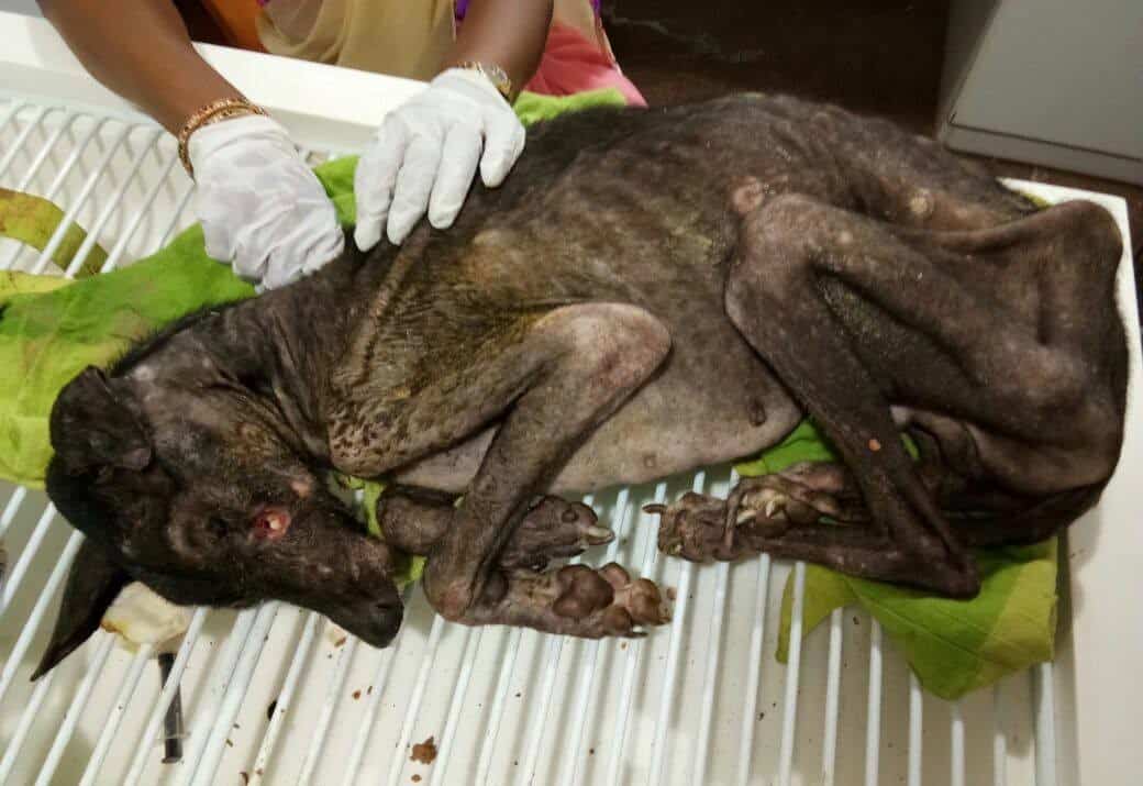 Surely Chennai, stray dogs at the Corporation pound deserve better than  this! - Citizen Matters, Chennai