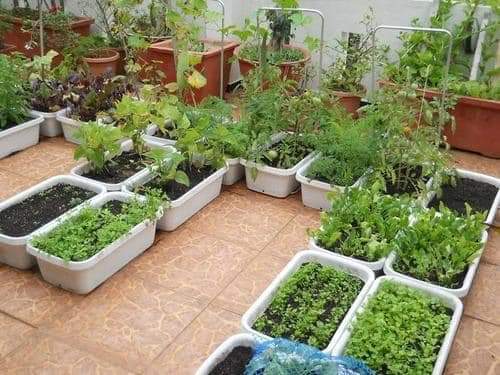 Greening Rooftops 10 Ideas From, How To Set Up Terrace Garden In Chennai
