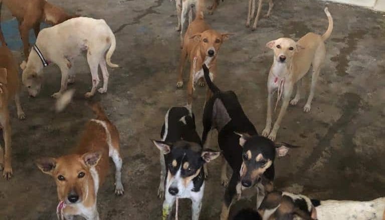 How to care for and help stray dogs in Chennai - Citizen Matters, Chennai