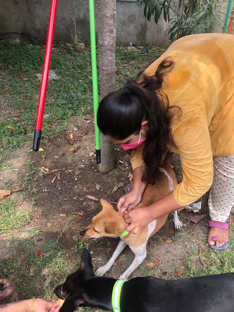 How to care for and help stray dogs in Chennai - Citizen Matters, Chennai